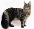 MAINE COON